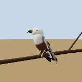 3D model of the African Fish Eagle