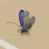 3D model of the African Grass Blue
