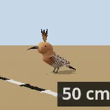 3D model of the African Hoopoe