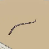 3D model of the Southern African Python