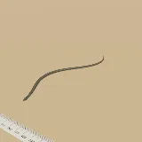 3D model of the Black Mamba