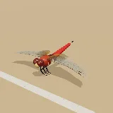 3D model of the Broad Scarlet