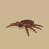 3D model of the Brown Ear Tick