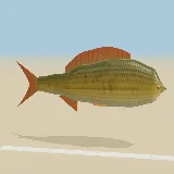3D model of the Common Carp