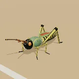 3D model of the Elegant Grasshopper