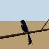 3D model of the Fork-tailed Drongo