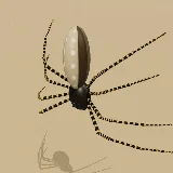 3D model of the Banded-legged Golden Orb-web Spider