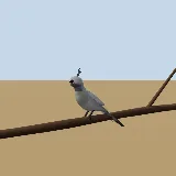 3D model of the Grey Go-away-bird