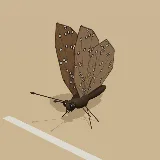 3D model of the Guineafowl Butterfly