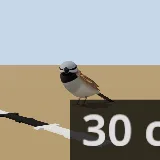 3D model of the House Sparrow
