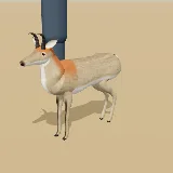 3D model of the Mountain Reedbuck
