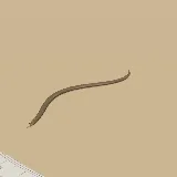 3D model of the Mozambique Spitting Cobra