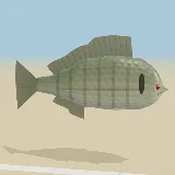 3D model of the Mozambique Tilapia