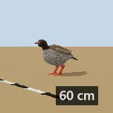 3D model of the Natal Spurfowl