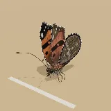 3D model of the Painted Lady