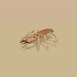 3D model of the Pseudoscorpion