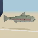 3D model of the Rainbow Trout