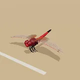 3D model of the Red-veined Dropwing