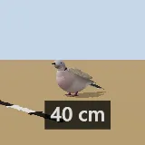 3D model of the Ring-necked Dove