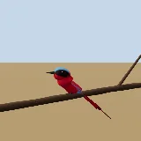 3D model of the Southern Carmine Bee-eater