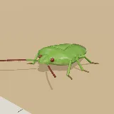 3D model of the Southern Green Stink Bug