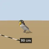 3D model of the Southern Yellow-billed Hornbill
