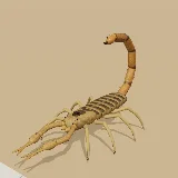 3D model of the Orange Lesser-thicktail Scorpion