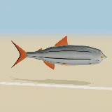 3D model of the Tigerfish