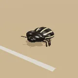 3D model of the Yellowheart Fruit Chafer