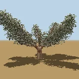 3D model of the Camel thorn