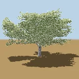 3D model of the Scented thorn