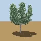 3D model of the Robust thorn