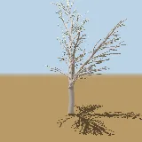 3D model of the Fever tree