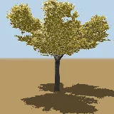 3D model of the Apple-leaf