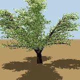 3D model of the Buffalo thorn
