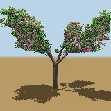 3D model of the Cape chestnut