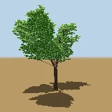 3D model of the Lucky-bean tree