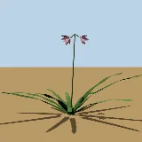 3D model of the River lily
