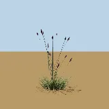 3D model of the Blue buffalo grass