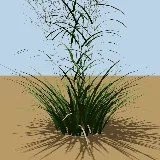 3D model of the Guinea grass