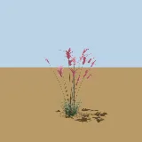 3D model of the Natal red top (bristle-leaved red top)