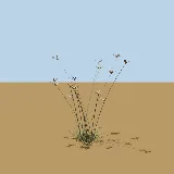 3D model of the Silky bushman grass