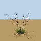 3D model of the Red grass