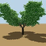 3D model of the Jacaranda