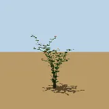 3D model of the Lantana
