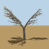 3D model of the Leadwood