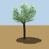 3D model of the Mopane