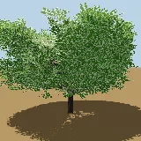 3D model of the Forest num-num