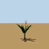 3D model of the Paintbrush lily