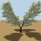 3D model of the Common sugarbush